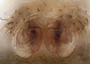 Oedothorax maximus female epigynum