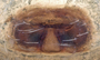 Oedothorax montifer female epigynum