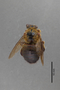 Xylocopa_ruficollis_HT_3650291_d_IN