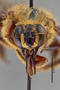 Xylocopa_ruficollis_HT_3650291_h_IN