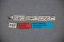 Xylocopa_ruficollis_HT_3650291_labels_IN