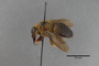 Xylocopa_ruficollis_HT_3650291_p_IN