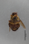 Xylocopa_ruficollis_HT_3650291_v_IN