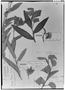 Field Museum photo negatives collection; Genève specimen of Commelina platyphylla Klotzsch ex Seub., GUYANA, R. H. Schomburgk 275, Type [status unknown], G