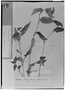 Field Museum photo negatives collection; Genève specimen of Tradescantia cymbispatha C. B. Clarke, BOLIVIA, G. Mandon 1287, Type [status unknown], G
