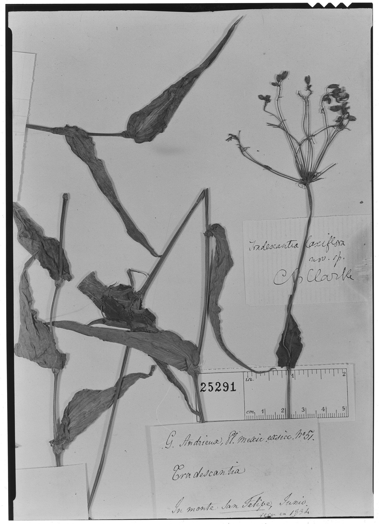 Gibasoides laxiflora image