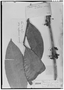 Field Museum photo negatives collection; Genève specimen of Rheedia benthamiana Planch. & Triana, BRITISH GUIANA [Guyana], Schomburgk 523, Syntype, G