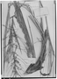 Field Museum photo negatives collection; Genève specimen of Cocos weddelliana H. Wendl., BRAZIL, J. Lhotsky, Type [status unknown], G