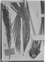 Field Museum photo negatives collection; Genève specimen of Cocos weddelliana H. Wendl., BRAZIL, J. Lhotsky, Type [status unknown], G