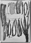 Field Museum photo negatives collection; Genève specimen of Phytelephas macrocarpa Ruíz & Pav., PERU, G. Tessmann 5182, G