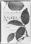 Field Museum photo negatives collection; Genève specimen of Gnetum paniculatum Spruce, BRAZIL, R. Spruce 1923, Type [status unknown], G