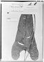 Field Museum photo negatives collection; Genève specimen of Anthurium latecordatum Sodiro, ECUADOR, L. A. Sodiro, Type [status unknown], G