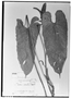 Field Museum photo negatives collection; Genève specimen of Anthurium luteolum Sodiro, ECUADOR, L. A. Sodiro, Type [status unknown], G