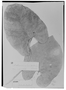 Field Museum photo negatives collection; Genève specimen of Anthurium metallicum Linden, H. W. Schott, Type [status unknown], G