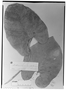 Field Museum photo negatives collection; Genève specimen of Anthurium metallicum Linden, H. W. Schott, Type [status unknown], G