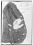 Field Museum photo negatives collection; Genève specimen of Anthurium miconiaefolium Sodiro, ECUADOR, L. A. Sodiro, Type [status unknown], G