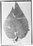 Field Museum photo negatives collection; Genève specimen of Anthurium micromystrium Sodiro, ECUADOR, L. A. Sodiro, Type [status unknown], G