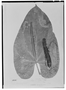 Field Museum photo negatives collection; Genève specimen of Anthurium ornatum Schott, VENEZUELA, J. J. Linden 241, Type [status unknown], G