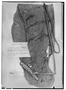 Field Museum photo negatives collection; Genève specimen of Anthurium pulverulentum Sodiro, ECUADOR, L. A. Sodiro, Type [status unknown], G