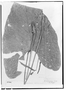 Field Museum photo negatives collection; Genève specimen of Anthurium rubrinervium (Link) G. Don, FRENCH GUIANA, P. A. Poiteau, Type [status unknown], G