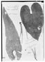 Field Museum photo negatives collection; Genève specimen of Anthurium rugulosum Sodiro, ECUADOR, L. A. Sodiro, Type [status unknown], G