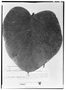 Field Museum photo negatives collection; Genève specimen of Anthurium suborbiculare Sodiro, ECUADOR, L. A. Sodiro, Type [status unknown], G
