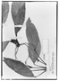 Field Museum photo negatives collection; Genève specimen of Anthurium trinerve Miq., SURINAME, A. Kappler 1498, Type [status unknown], G