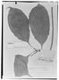 Field Museum photo negatives collection; Genève specimen of Anthurium undatum Schott, Type [status unknown], G