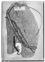 Field Museum photo negatives collection; Genève specimen of Anthurium versicolor Sodiro, ECUADOR, L. A. Sodiro, Type [status unknown], G
