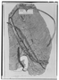 Field Museum photo negatives collection; Genève specimen of Anthurium versicolor Sodiro, ECUADOR, L. A. Sodiro, Type [status unknown], G