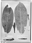 Field Museum photo negatives collection; Genève specimen of Philodendron blanchetianum Schott, BRAZIL, J. S. Blanchet 1623, Type [status unknown], G