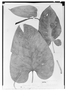 Field Museum photo negatives collection; Genève specimen of Philodendron lindenii Schott, H. W. Schott, Type [status unknown], G