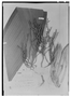 Field Museum photo negatives collection; Genève specimen of Geonoma interrupta (Ruíz & Pav.) Mart., PERU, H. Ruíz L., Type [status unknown], G