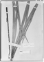 Field Museum photo negatives collection; Genève specimen of Oenocarpus bataua Mart., PERU, E. F. Poeppig 1999, Type [status unknown], G