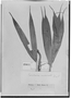 Field Museum photo negatives collection; Genève specimen of Carludovica acuminata Ruíz & Pav., PERU, H. Ruíz L., Type [status unknown], G