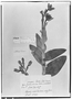 Field Museum photo negatives collection; Genève specimen of Chloraea pavonii Lindl., PERU, H. Ruíz L., Type [status unknown], G