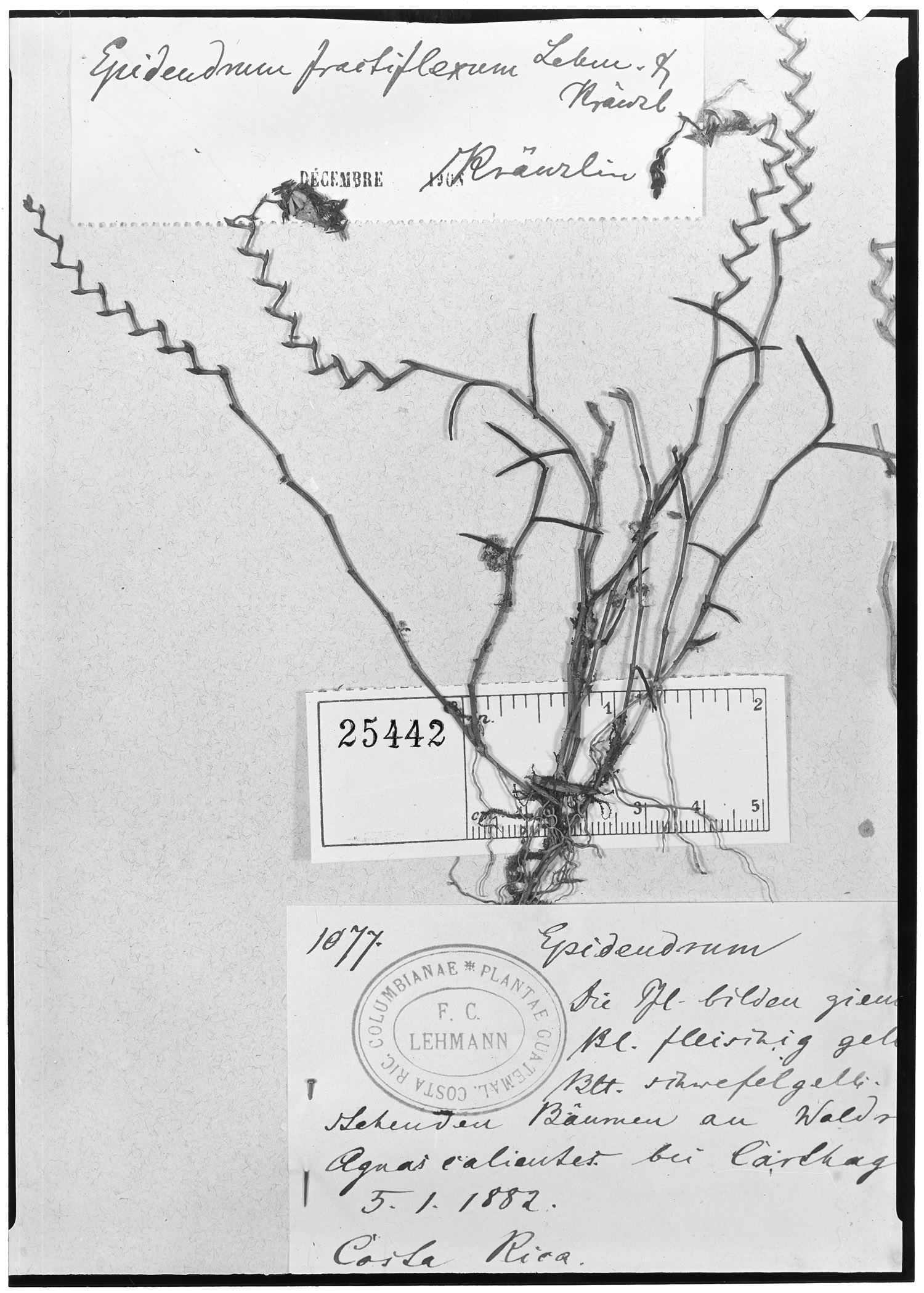 Epidendrum saxatile image
