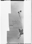 Field Museum photo negatives collection; Genève specimen of Trichoceros armillatus Rchb. f., PERU, H. Ruíz L., Type [status unknown], G
