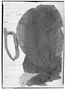 Field Museum photo negatives collection; Genève specimen of Cecropia distachya Huber, BRAZIL, A. Goeldi MG 7728, Isotype, G