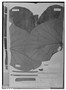 Field Museum photo negatives collection; Genève specimen of Cecropia robusta Huber, BRAZIL, J. E. Huber MG 4169, Isotype, G