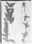 Field Museum photo negatives collection; Genève specimen of Celtis gardneri Planch., BRAZIL, G. Gardner 1406, Isotype, G