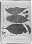 Field Museum photo negatives collection; Genève specimen of Coussarea accedens Müll. Arg., BRAZIL, L. Riedel, Possible type, G