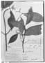Field Museum photo negatives collection; Genève specimen of Faramea godetiana Müll. Arg., BRAZIL, J. S. Blanchet 518, Type [status unknown], G