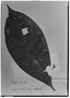 Field Museum photo negatives collection; Genève specimen of Ixora rufa Müll. Arg., BRAZIL, C. F. P. Martius, Type [status unknown], G