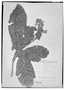 Field Museum photo negatives collection; Genève specimen of Ladenbergia undata Klotzsch, VENEZUELA, J. J. Linden 1410, Isotype, G