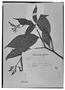 Field Museum photo negatives collection; Genève specimen of Palicourea riparia Benth., GUYANA, R. H. Schomburgk 331, Type [status unknown], G