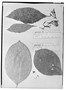 Field Museum photo negatives collection; Genève specimen of Rudgea gaudichaudii Müll. Arg., BRAZIL, C. Gaudichaud-Beaupré 227, Type [status unknown], G