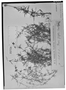 Field Museum photo negatives collection; Genève specimen of Staelia filifolia Chodat & Hassl., PARAGUAY, É. Hassler 4032, Holotype, G