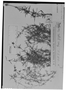 Field Museum photo negatives collection; Genève specimen of Staelia filifolia Chodat & Hassl., PARAGUAY, É. Hassler 4032, Holotype, G