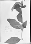 Field Museum photo negatives collection; Genève specimen of Heterotrichum schlimii Triana, VENEZUELA, L. J. Schlim 313, Type [status unknown], G